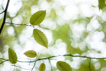 Beech tree leaves detail