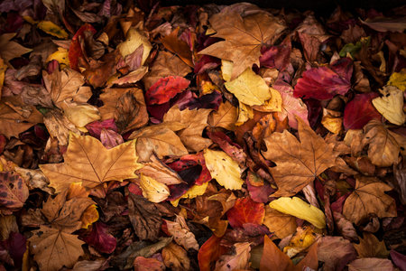 Fallen leaves autumnal background