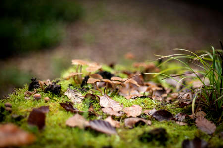 Fallen leaves on the green mossの写真素材