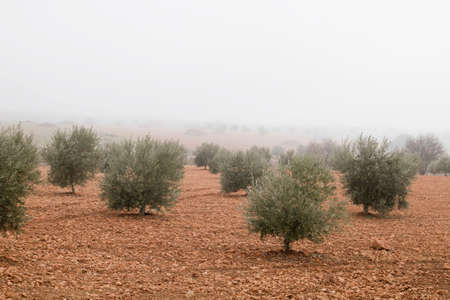 Olive trees field in a misty dayの写真素材