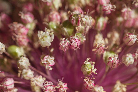 Leek flowers close up