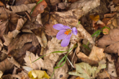 Autumn crocus purple flowers blooming