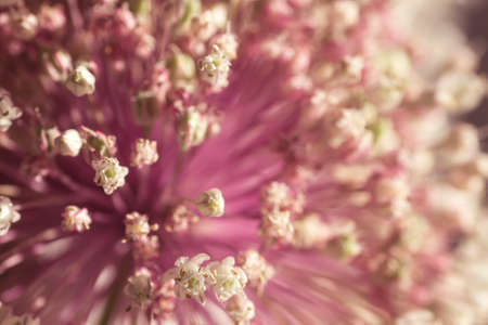 Leek flowers close upの写真素材