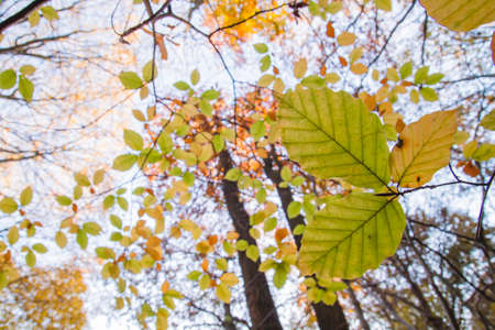 Beech tree autumnal foliageの写真素材