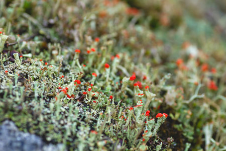 Cladonia 'british soldier lichens close up
