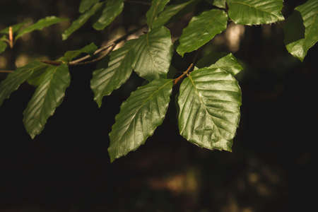 Fagus sylvatica or beech tree green foliage detailの写真素材