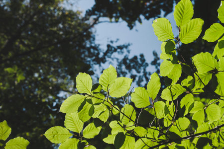 Fagus sylvatica or beech tree green foliage detail