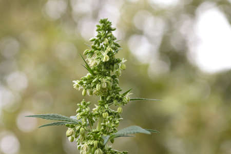 Male cannabis flowering plant close upの写真素材