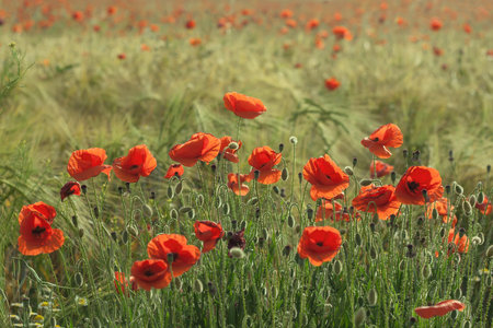Springtime red poppy flowers