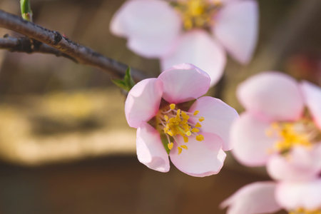 Almond tree springtime flowers