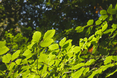 Fagus sylvatica or beech tree green foliage detail