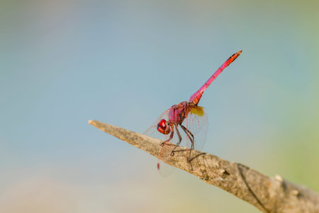 Red and purple dragonfly resting on a piece of wood