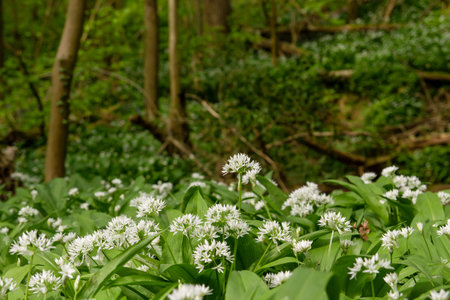 Wild garlic plants blooming in the green springtime forest