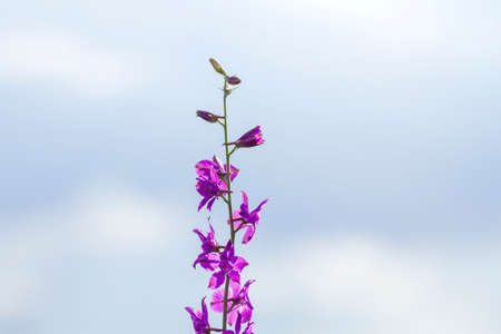 Consolida ajacis purple flowersの写真素材