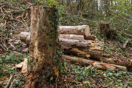 Felled trees in a forest