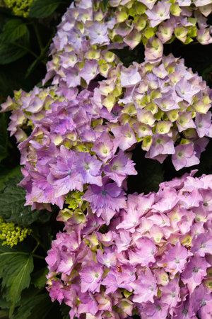 Hydrangea flowers blooming