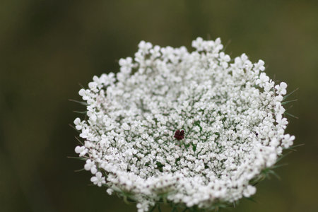 Wild carrot flower
