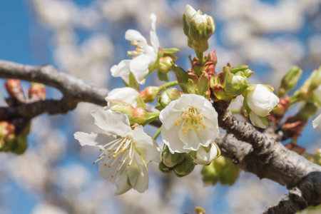 Springtime cherry blossoms in Valle del Jerte, Spain