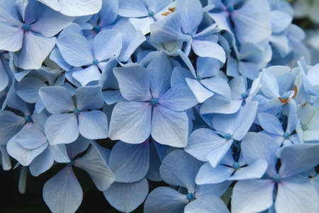 Hydrangea flowers bloomingの写真素材