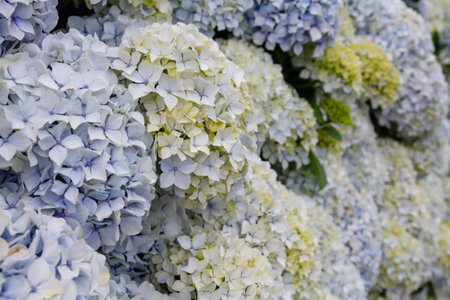 Hydrangea flowers blooming