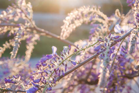 Wisteria purple flowersの写真素材