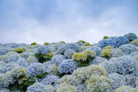 Hydrangea flowers bloomingの写真素材