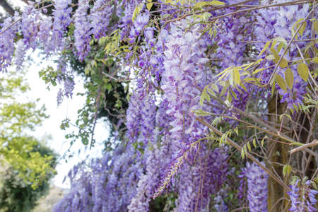 Wisteria purple flowers blossomの写真素材
