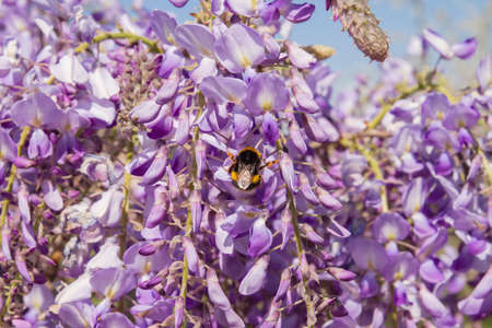 Wisteria purple flowersの写真素材