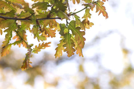 Oak tree foliageの写真素材