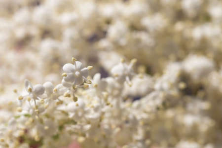 Sambucus nigra white flowersの写真素材