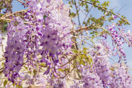 Wisteria purple flowersの写真素材