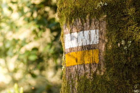 Trail sign on a tree trunk