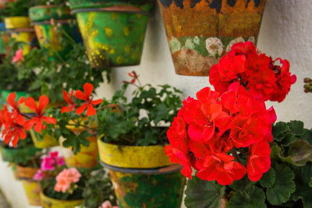 Red geranium flowers