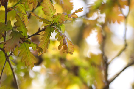 Oak tree foliage