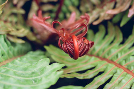 Brazilian dwarf tree fern red fronds  detailの写真素材