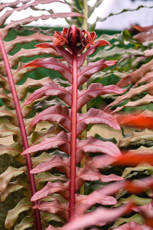 Brazilian dwarf tree fern red fronds  detail