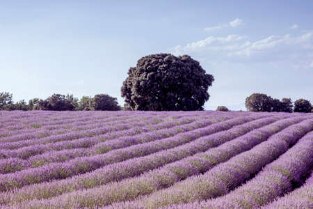 Purple lavender fields in bloomの写真素材