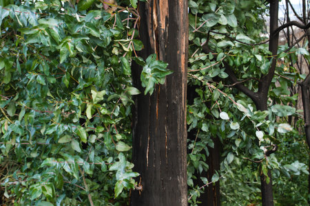 Burned eucalypt trees with green foliage