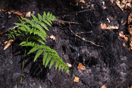 Green fern on black burned land