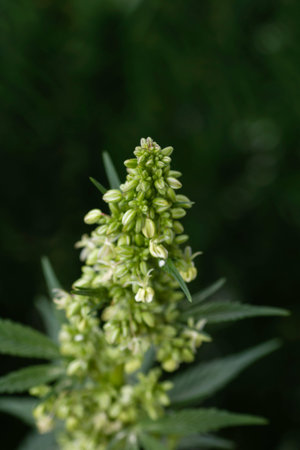 Male cannabis plant close up