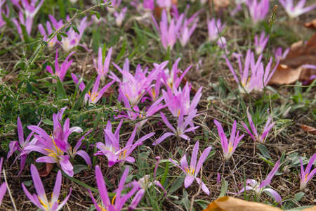 Autumn crocus pink purplish flowers bloomingの写真素材