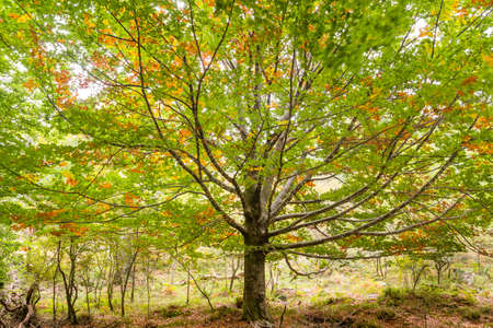 Fagus sylvatica deciduous tree with autumnal foliageの写真素材