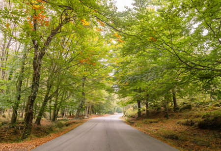 Road across a beautiful autumnal forest
