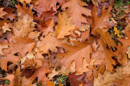 Quercus rubra red oak deciduous tree fallen leaves in autumn