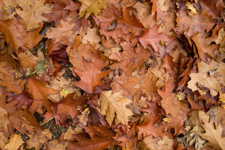 Quercus rubra deciduous tree autumnal fallen leaves top view