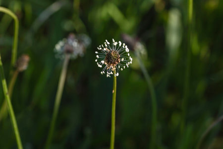 Plantago major flower close upの写真素材