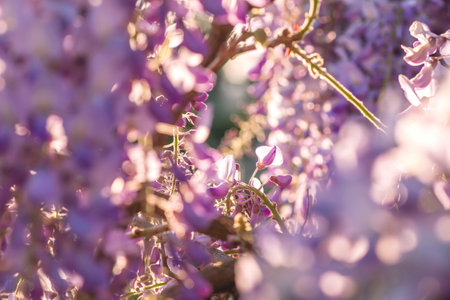 Wisteria purple flowers blooming in springの写真素材
