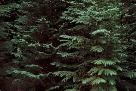 Evergreen thuja trees with  dark green foliage