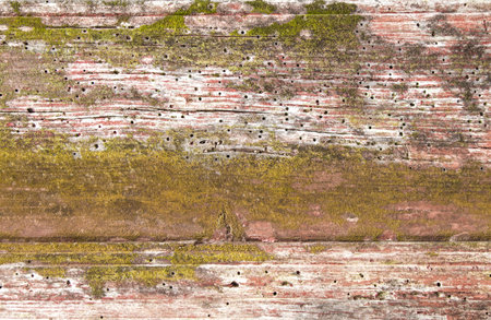 Old wood texture affected by woodworms