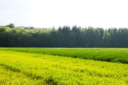 Green fields landscape in the springtime countrysideの写真素材